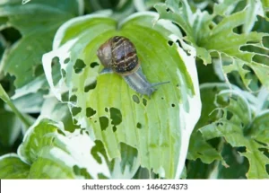 असे गोगलगाय नियंत्रण करा करा. गोगलगाईचे नियंत्रण. snail control.